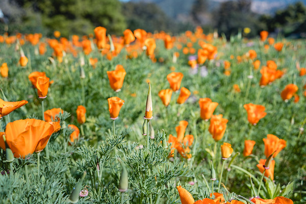 California poppies